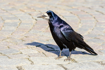 Rook (Corvus frugilegus)