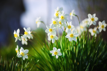 Bloeiende narcissen. Bloeiende witte narcis in de lente. Lente bloemen. Ondiepe scherptediepte. Selectieve aandacht.