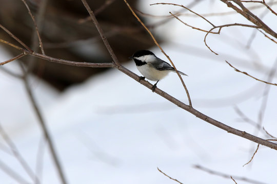 M&eacute;sange &agrave; t&ecirc;te noire