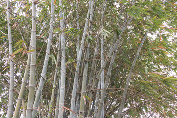 Fototapeta premium Bamboo forest