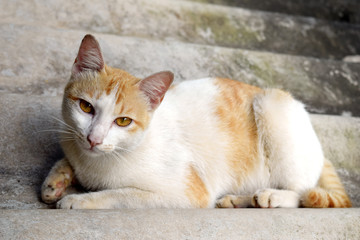 Portrait of Thai cat is Sleeping on the roof tile , Thailand.