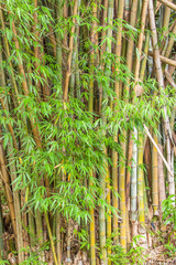 touffe de bambous géants, Hell-Bourg, île de la Réunion