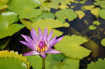 Lotus Lily Flower