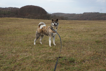 Fototapeta premium Akita Inu steht auf der Wiese