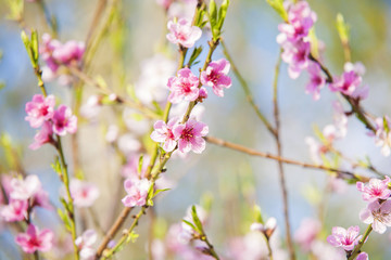 Cherry tree blooming in spring