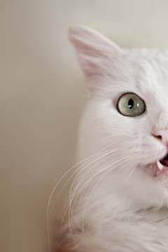 Portrait of a turkish angora cat
