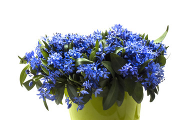 lovely bouquet of blue flowers early