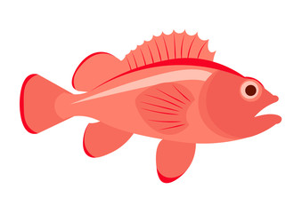 Sea bass fish vector illustration. Sea bass on white background. Sea bass vector. Perch fish illustration. Sea bass isolated vector.