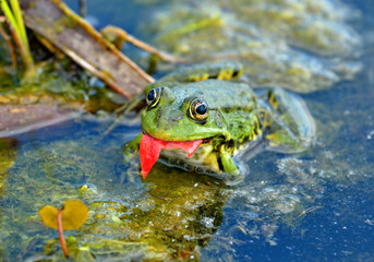 Marsh frog in the swamp