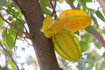 Star apple fruit on the tree