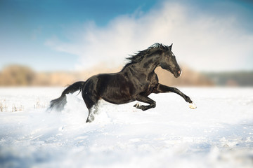 Fototapeta na wymiar Black horse run in the snow