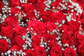 Rote Rosen mit Schleierkraut - formatfüllend