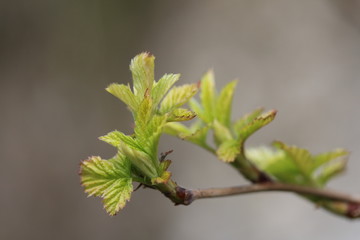 Die ersten Blätter treiben aus im Frühling