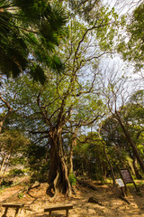 高知県土佐清水市　松尾のアコウ