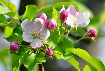 Obraz premium apple blossom tree