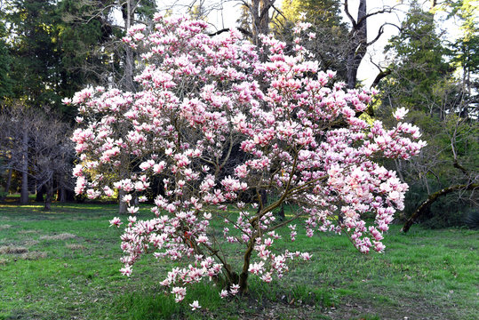 Fototapeta The flowers of magnolia in march
