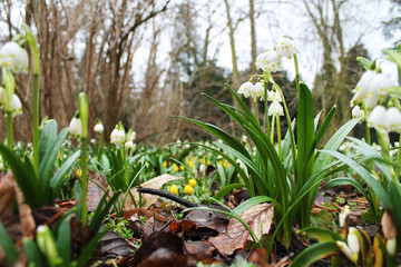 Fototapeta premium spring snowflake flowers in Rogalin in Poland