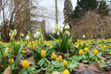 spring snowflake and Eranthis hyemalis  flowers