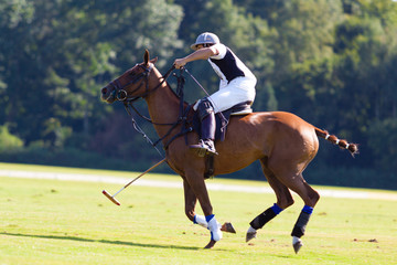 Polosport - Pferd und Reiter beim Polospiel