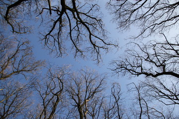 Blick durch Baumkronen im Winter in den blauen Himmel
