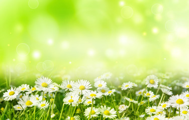 Fototapeta na wymiar bright natural background with white daisies
