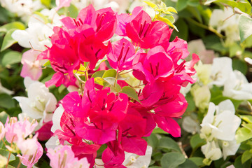 Bougainvillea