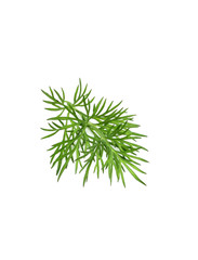 A sprig of dill close-up.