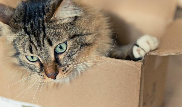 Cat sitting in a cardboard box