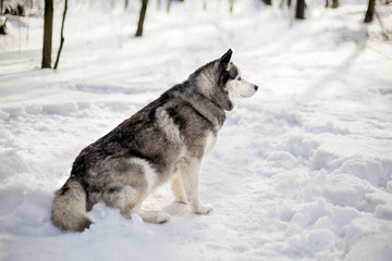 Huski on snow