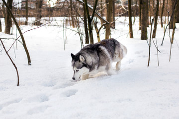 Huski is searching on snow