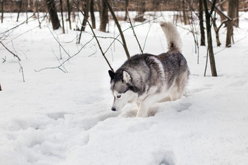 Huski is searching