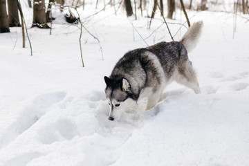 Huski is searching something on snow