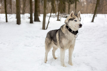 Huski with collar and snowing weather