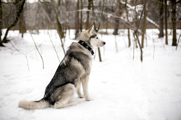 Fototapeta na wymiar Faithful dog and snow