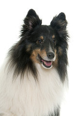 adult shetland sheepdog