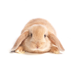 Obraz premium furry ginger rabbit