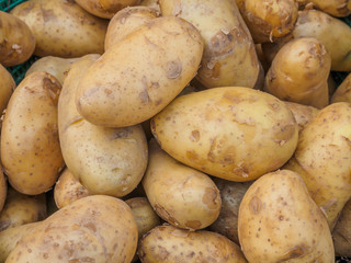 Fresh organic potatoes sold on morning market