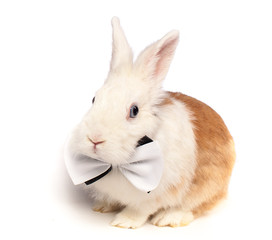 blue-eyed white and red rabbit with a bow-tie