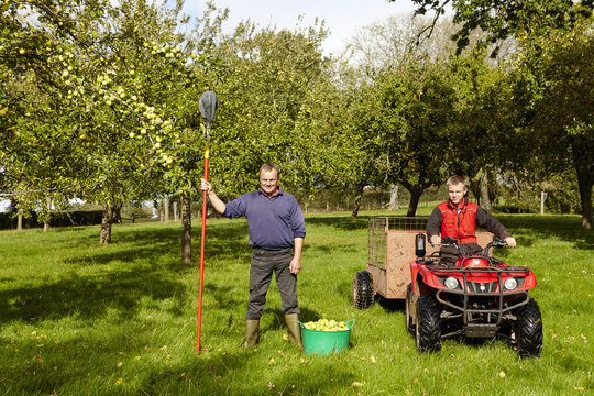 A man and his son harvesting the cider apples in an orchard, 