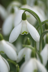 Obraz premium Przebiśnieg 1