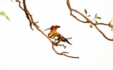 African Hoopoe  in a tree © jtplatt