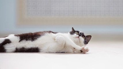 Black-and-white domestic kitten lies