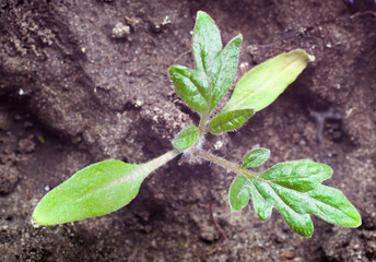 Macro of tomato seedling in soil, detail of leaf, backgrounds
