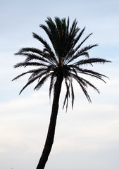 Fototapeta na wymiar Coconut palm tree silhouette