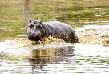 An agitated Hippo splashing about in the water