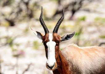 Head shot of a Bontebok