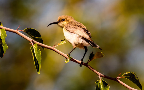 Female Amani Sunbird on a branch