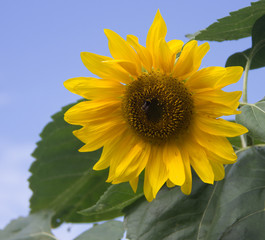 Obraz premium ripe sunflower and blue sky