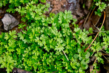 green leaves on the ground