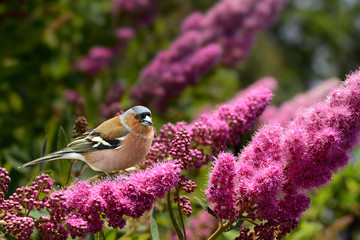 Obraz premium Frühling 296